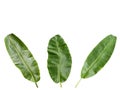 Top view. Fresh banana leaves (three) and branches.