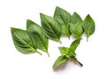 Top view of fresh basil leaves isolated on white background Royalty Free Stock Photo