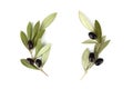 Top view of fresh black olive fruit with leaves as frame on white background.