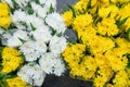 Top view of fresh blossoming carnations Royalty Free Stock Photo