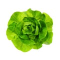 Top view of fresh Butterhead lettuce or Bibb, Boston, Arctic King salad. Green leaves head of plant, hydroponic