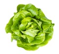 Top view of fresh butterhead lettuce isolated Royalty Free Stock Photo