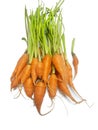 Top view of fresh carrots isolated on white background. Royalty Free Stock Photo