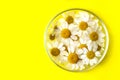 Top view of fresh chamomiles in the petri dish.Bright yellow background,good as summer banner with copy space Royalty Free Stock Photo