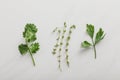 View of fresh cilantro, parsley and Royalty Free Stock Photo
