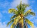 Top view of fresh coconuts hanging on coconut tree with blue sky and white clouds background Royalty Free Stock Photo