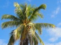 Top view of fresh coconuts hanging on coconut tree with blue sky and white clouds background Royalty Free Stock Photo