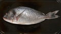 TOP VIEW: Fresh Dorade fish on a pan Royalty Free Stock Photo