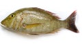 Top view of Fresh Emperor Fish isolated on a White Background.Selective focus Royalty Free Stock Photo