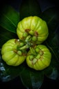 Top view with fresh garcinia cambogia on leaves background.