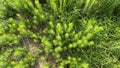 Top view of fresh green Canadian fleabane grasses in the wild field