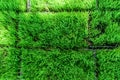 fresh green grass sheet Royalty Free Stock Photo