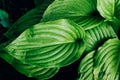 Top view of fresh green hosta leaves foliage growing outdoor. Royalty Free Stock Photo