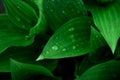 Top view of fresh green hosta leaves lush foliage with dew or rain water drops Royalty Free Stock Photo