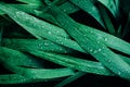 Top view of fresh green leaves foliage with dew or rain water drops. Royalty Free Stock Photo