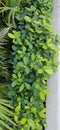 Top view of fresh green leaves Royalty Free Stock Photo