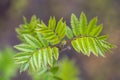 The top view on fresh green leaves of a mountain ash Royalty Free Stock Photo