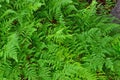 Fresh green leaves of wild fern Royalty Free Stock Photo