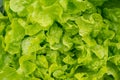 Top view on fresh green lettuce salad. Healthy food. Royalty Free Stock Photo