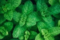 Top view of fresh green lush foliage mint herb plant outdoor. Royalty Free Stock Photo