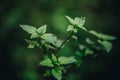 Top view of fresh green nettle in the forest on blurred background Royalty Free Stock Photo