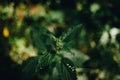 Top view of fresh green nettle in the forest on blurred background Royalty Free Stock Photo