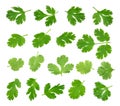 Top view of fresh green parsley leaves isolated on white background Royalty Free Stock Photo