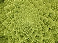 top view of a fresh green romanesco broccoli cabbage, abstract looking florets of a roman cauliflower