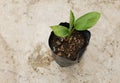 Top view fresh green tree Krachai Boesenbergia rotunda or finger root Thai herbs to prevent COVID 19 on cement floor background