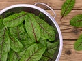 top view of fresh harvested red veined sorrel, Rumex sanguineus leaves in sieve on rustic wooden background. Royalty Free Stock Photo