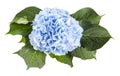 top view of fresh hydrangea flower isolated