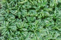 Top view of fresh leaves Chlorophytum bichetil plant