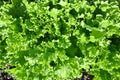 top view of fresh lettuce Royalty Free Stock Photo