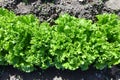 top view of fresh lettuce Royalty Free Stock Photo