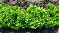 top view of fresh lettuce Royalty Free Stock Photo