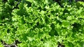 top view of fresh lettuce Royalty Free Stock Photo