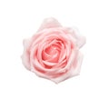 Top view fresh light pink rose flower  isolated on white background , clipping path Royalty Free Stock Photo