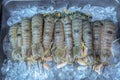 Thailand, Shrimp - Seafood, Freshness, Ice, Agriculture