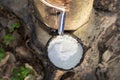 Top view of fresh milky Latex dripping from a para rubber tree into a plastic bowl in the morning in the rubber tree plantation.