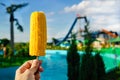 Top view of fresh one corn on cob in the man hand, selective focus Royalty Free Stock Photo