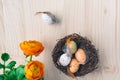 Top view of an Easter nest with orange flowers and and brown and white quail eggs decorations with feathers on wooden background Royalty Free Stock Photo