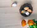 Top view of an Easter nest with orange flowers and and brown and white quail eggs decorations with feathers on wooden background Royalty Free Stock Photo