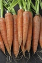 Top view of fresh organic bunch of carrots.Local market vegetables closeup view Royalty Free Stock Photo