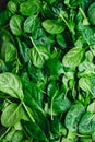 Top view on fresh organic spinach leaves Royalty Free Stock Photo