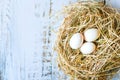 Top view of fresh organic white eggs on nest hay on bright blue wooden background Royalty Free Stock Photo