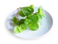 Top view of fresh peppermint leaf on white ceramic plate isolated on white background Royalty Free Stock Photo