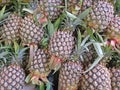 Pineapple sold in the market