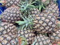 Pineapple sold in the market