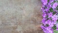 Top view of fresh pink flowers on old wooden rustic table background