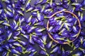 Top view fresh purple Butterfly pea flower on black stone board Royalty Free Stock Photo